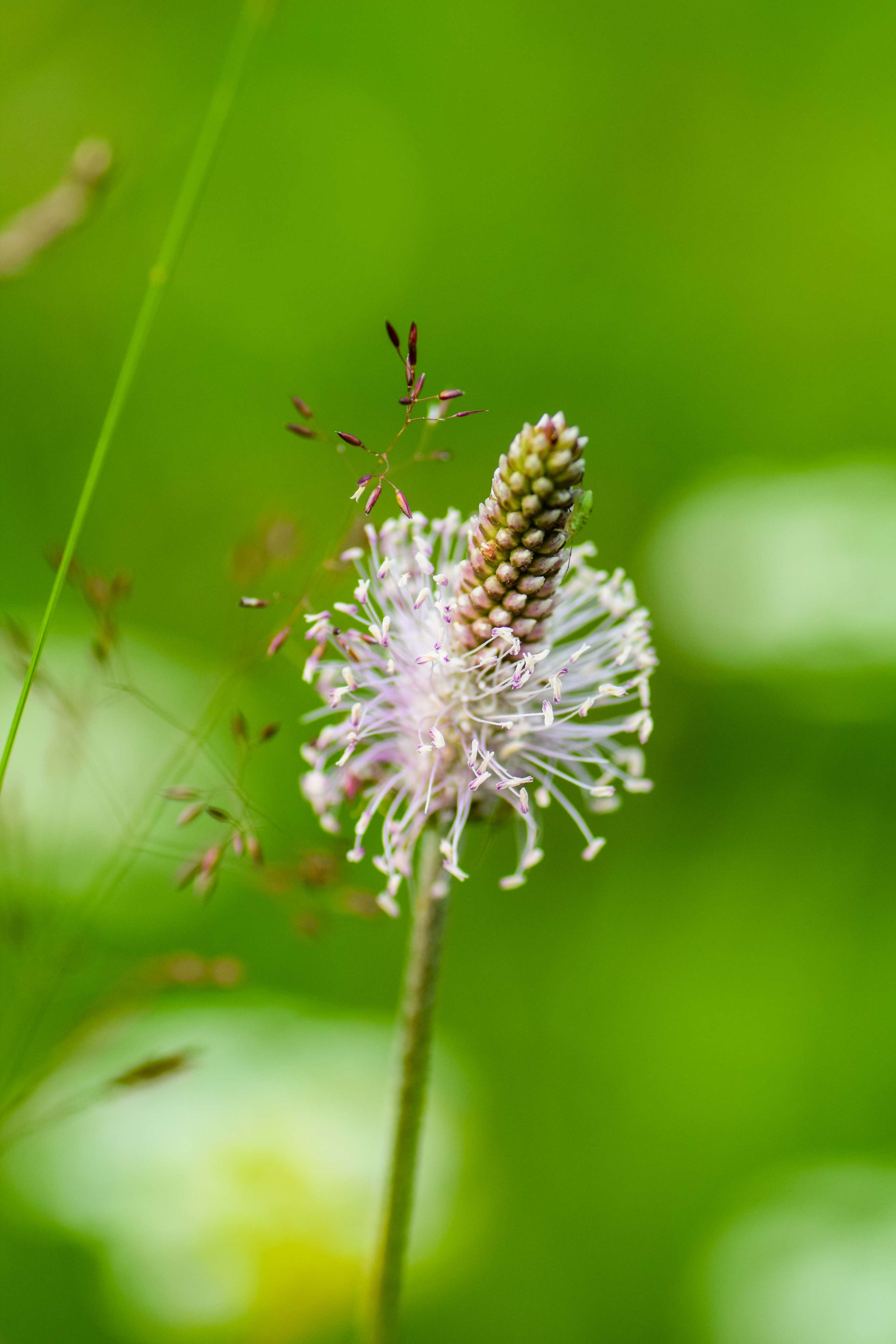 DescriptionComingSoon