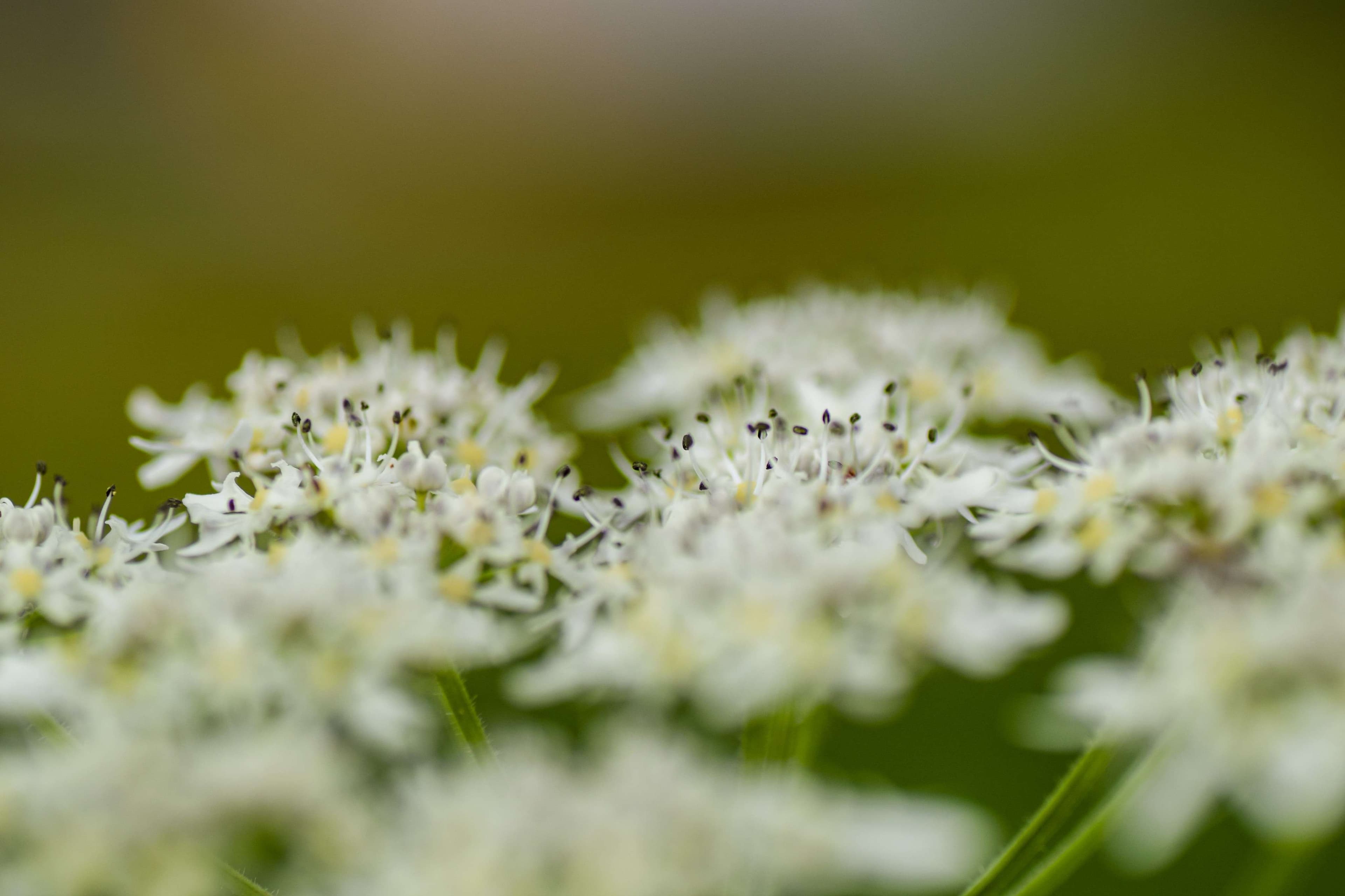 DescriptionComingSoon