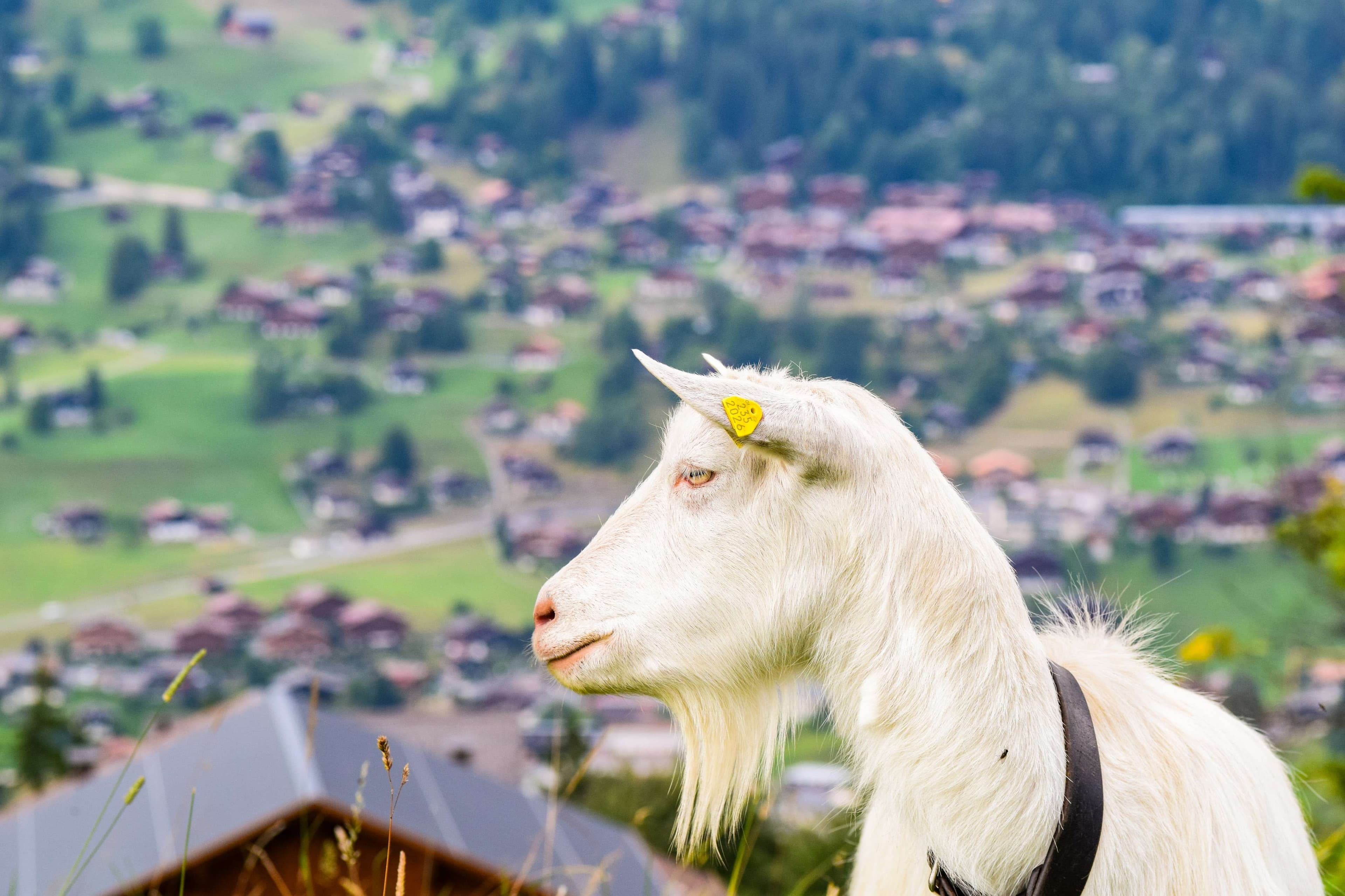 DescriptionComingSoon