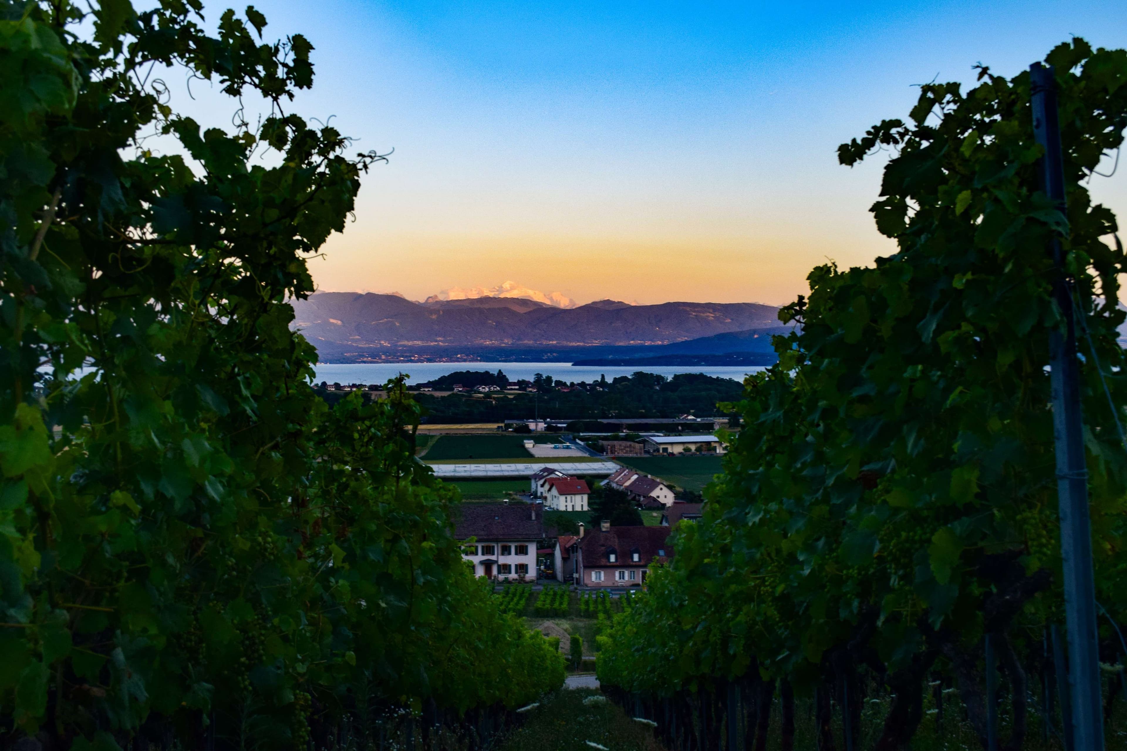 DescriptionComingSoon