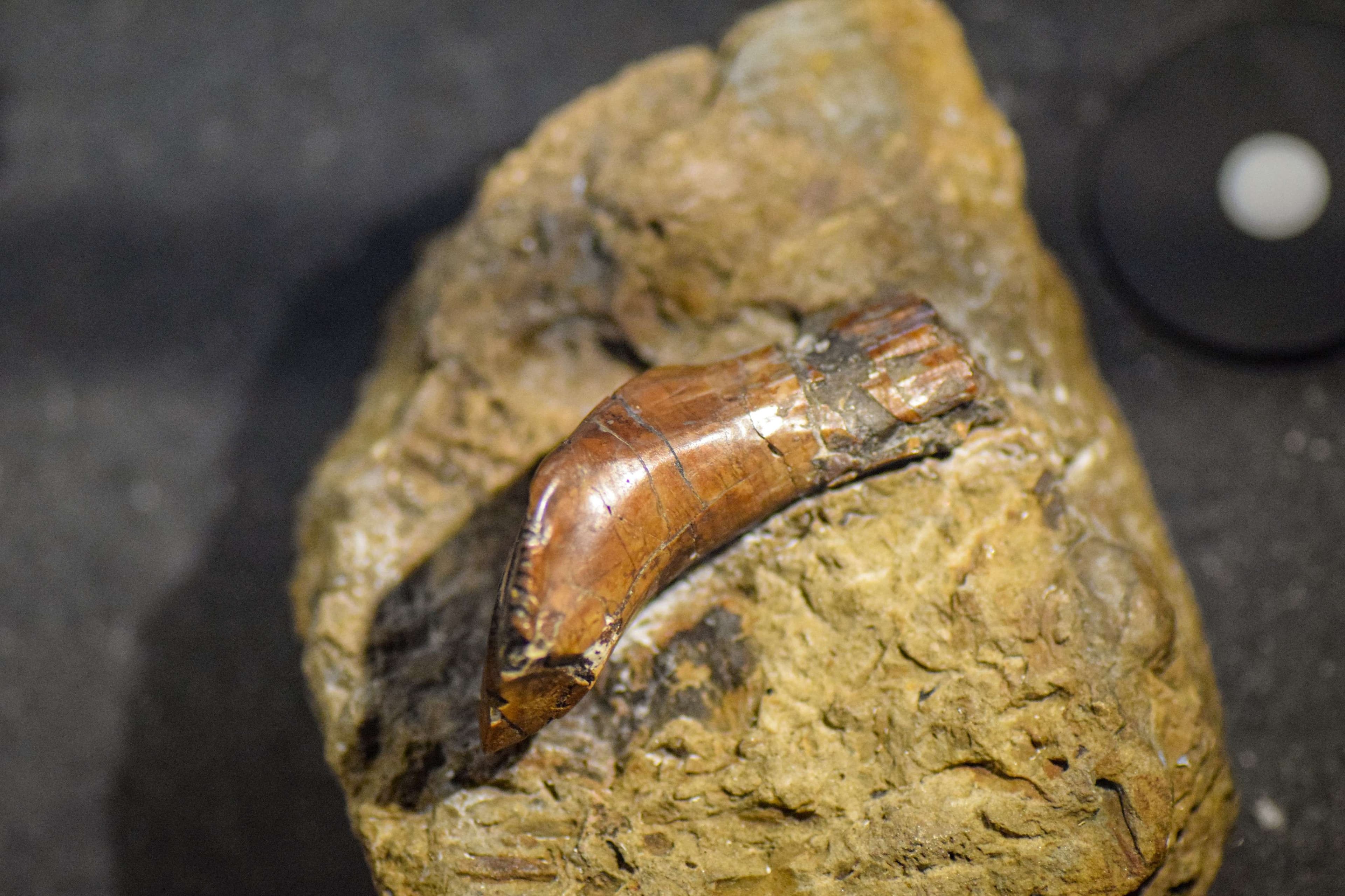 DescriptionComingSoon