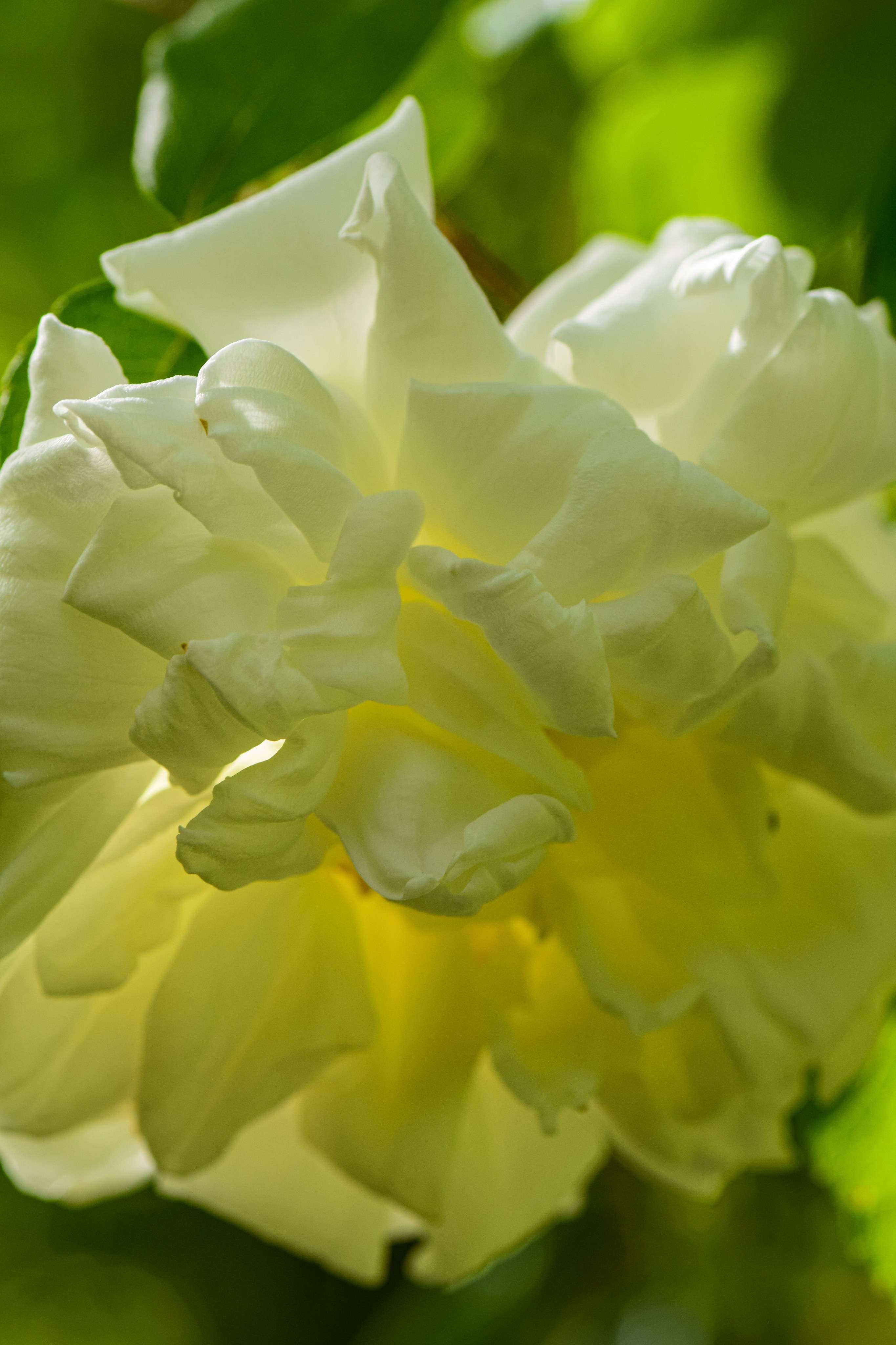 DescriptionComingSoon