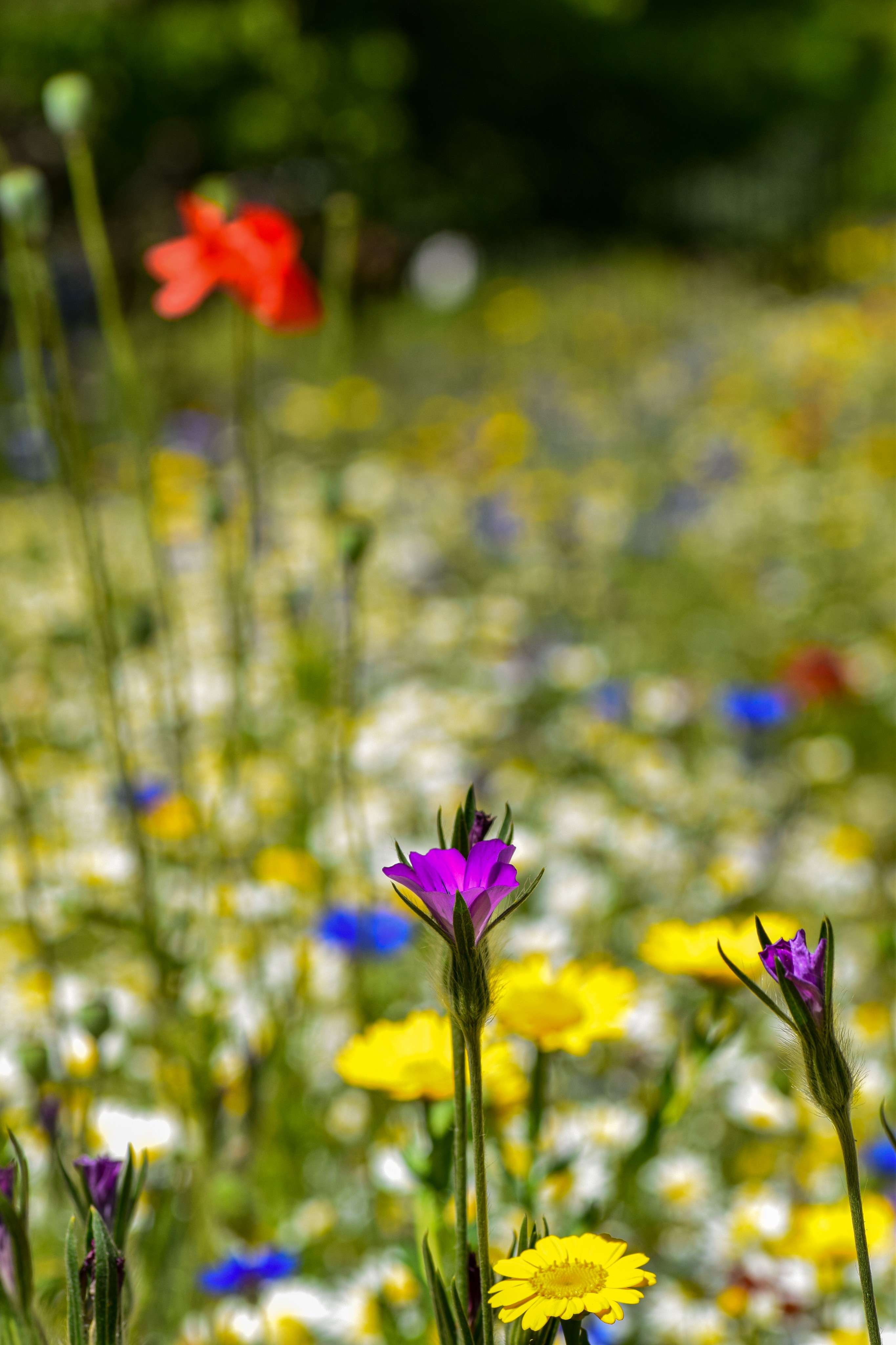 DescriptionComingSoon