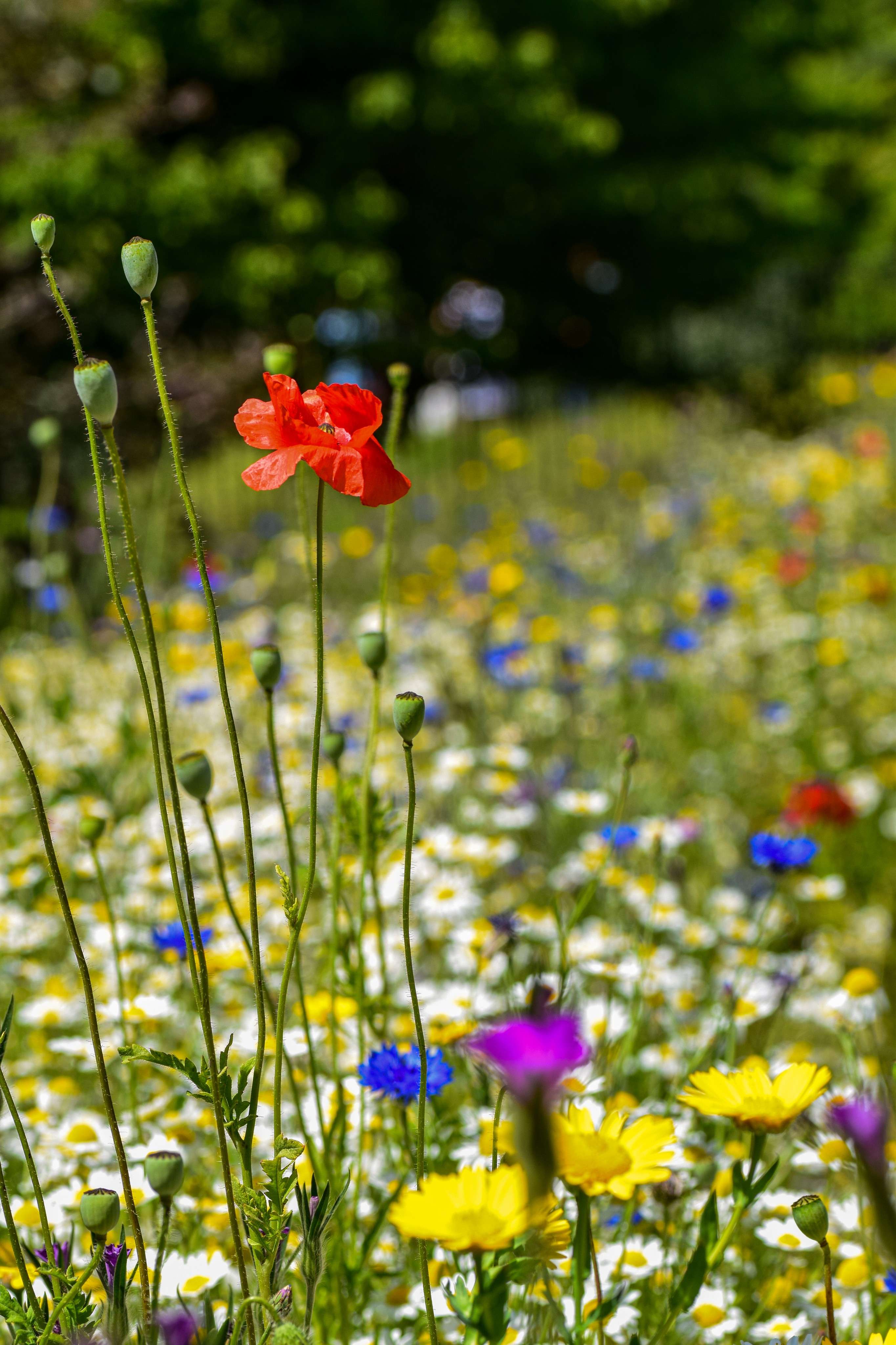 DescriptionComingSoon