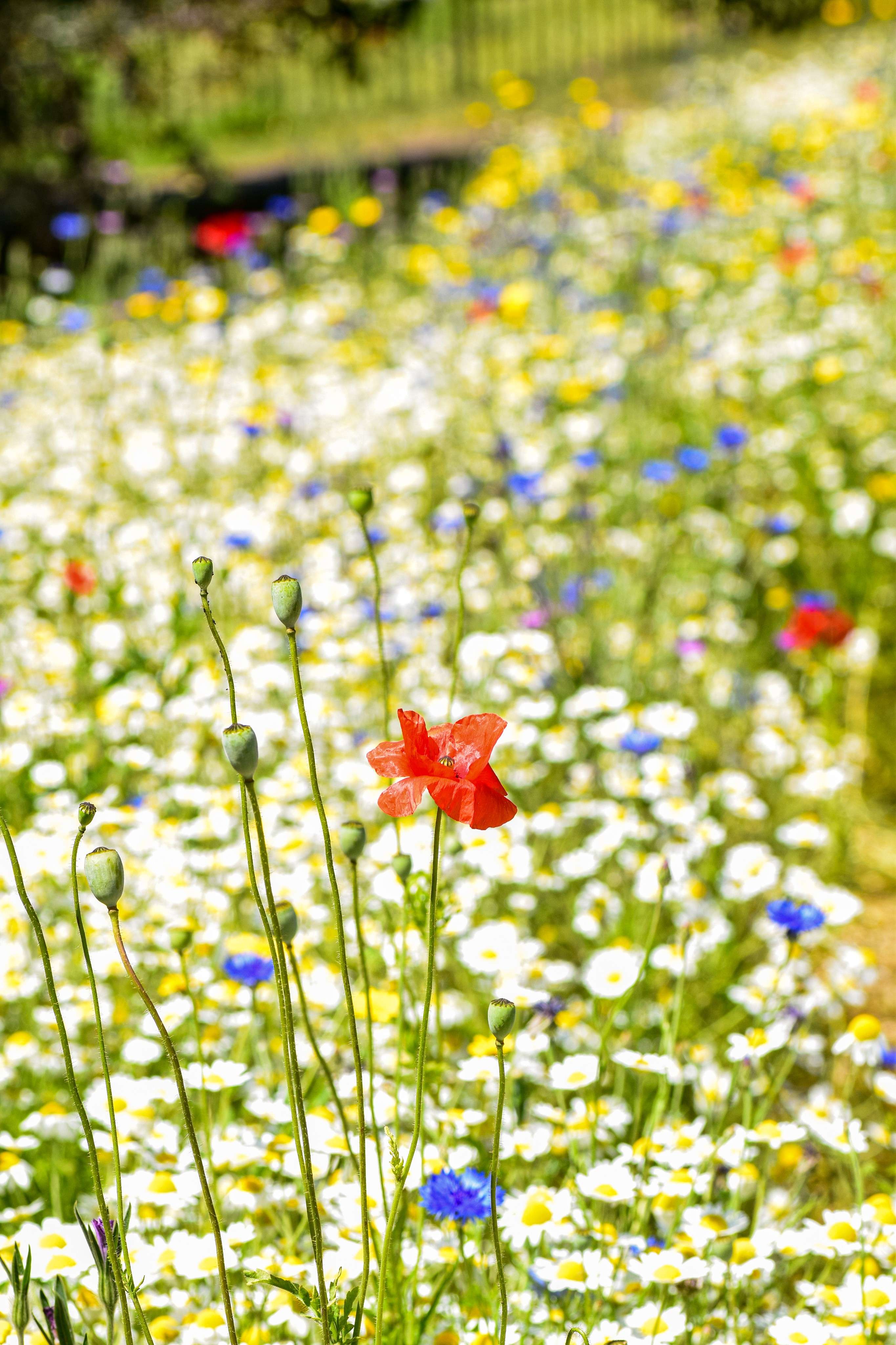 DescriptionComingSoon