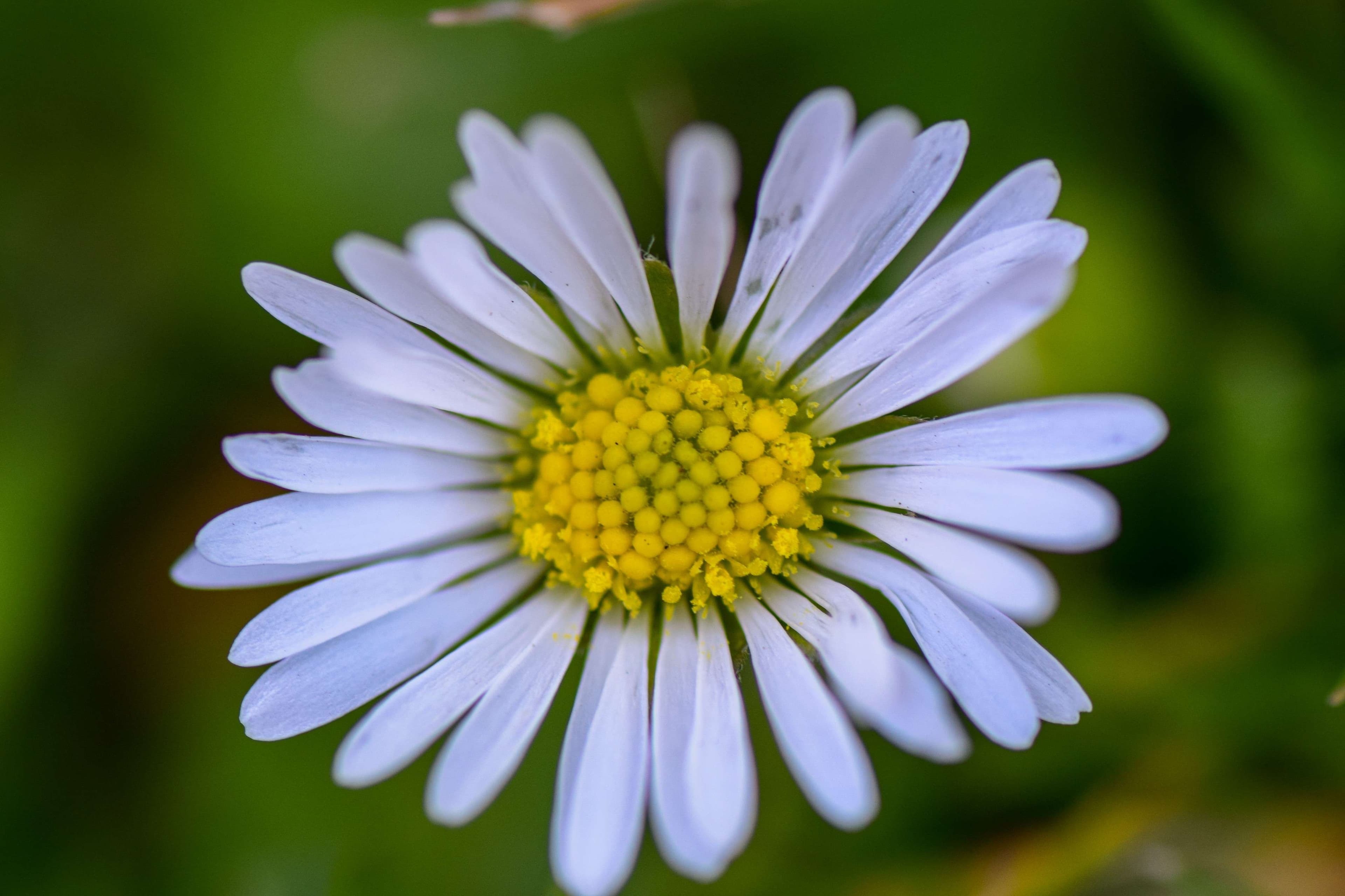 DescriptionComingSoon