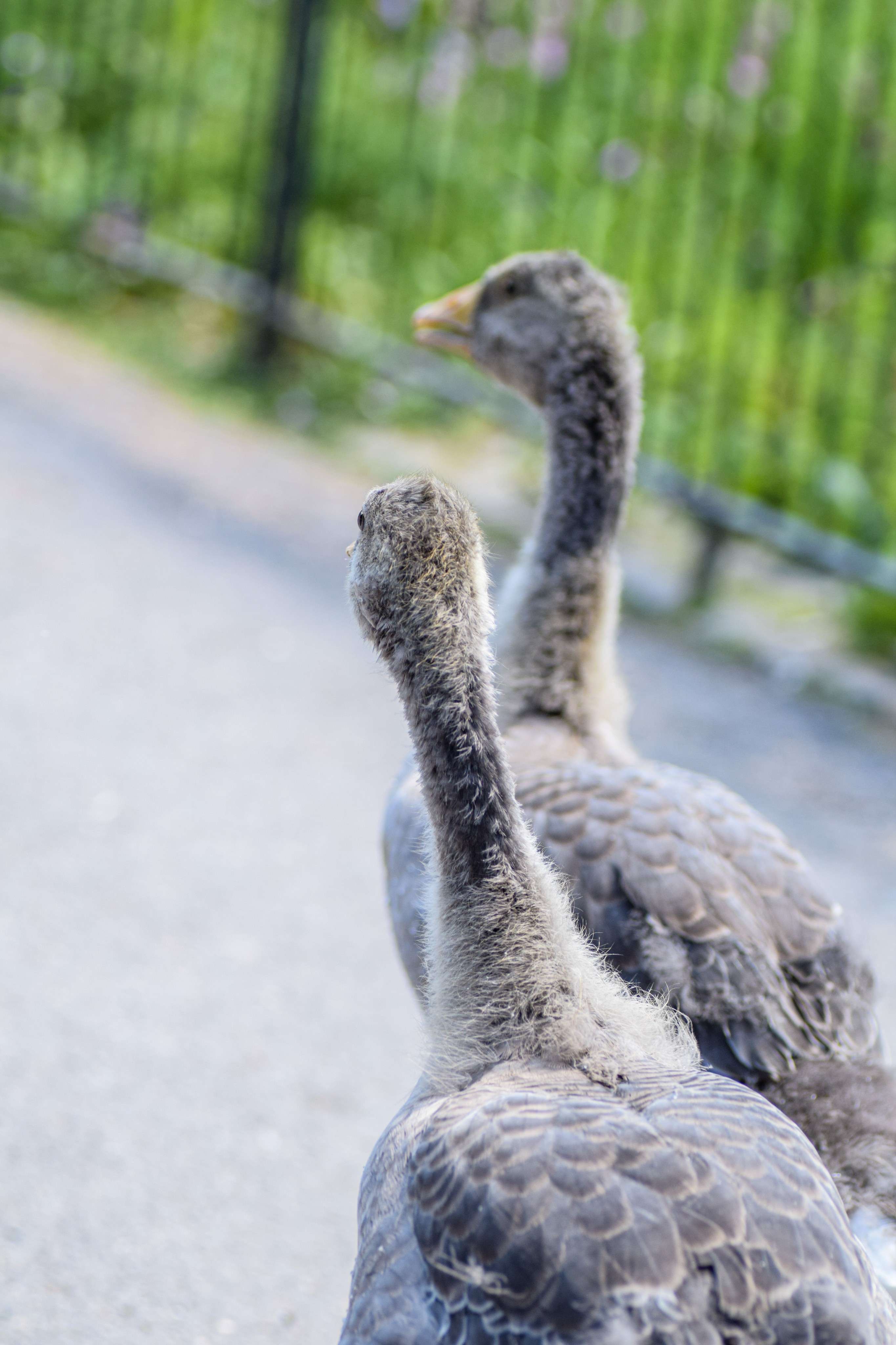 DescriptionComingSoon