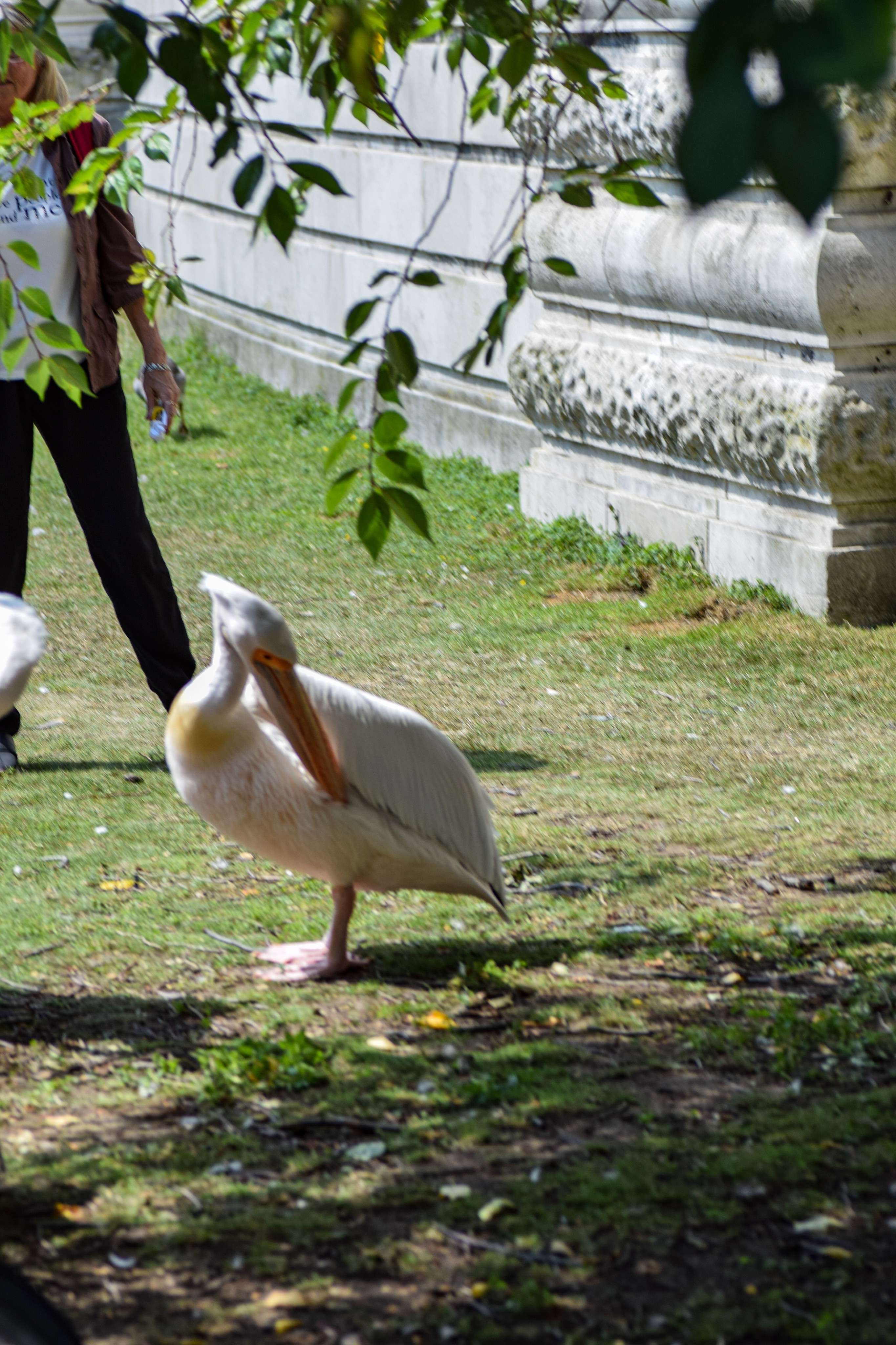 DescriptionComingSoon