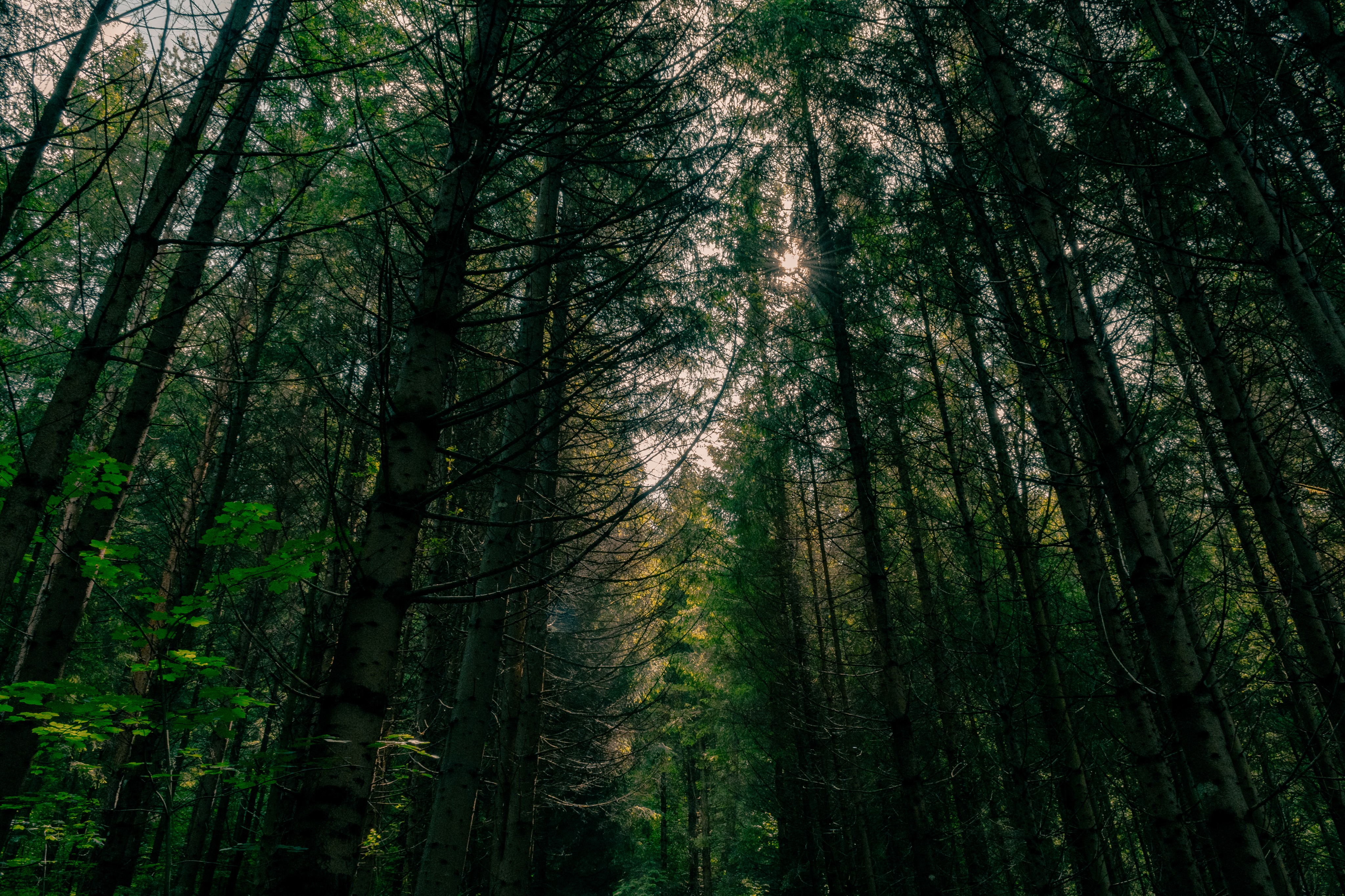 Photo 45
